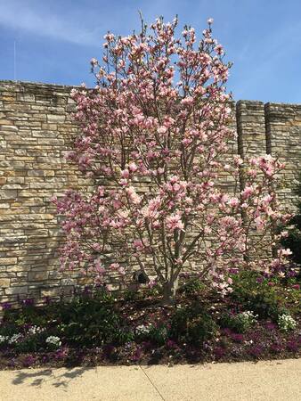 Magnolia At The Arboretum